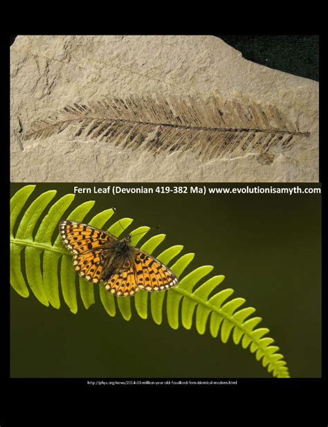 fossils that are similar to animals today